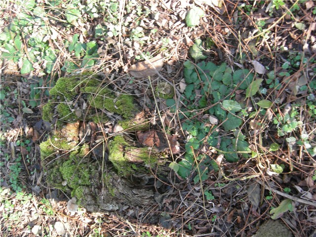 arčilend